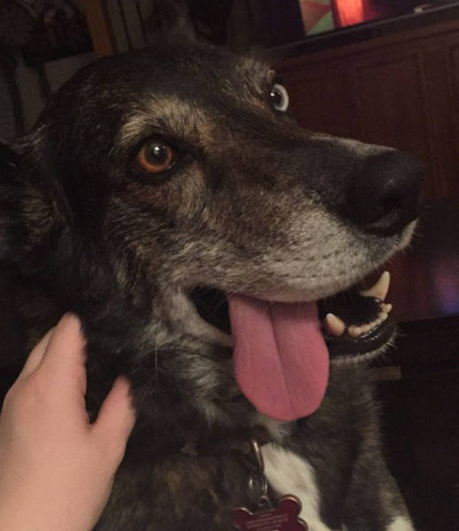 You Just Can't Argue With A Dog's Loyalty (40 pics)