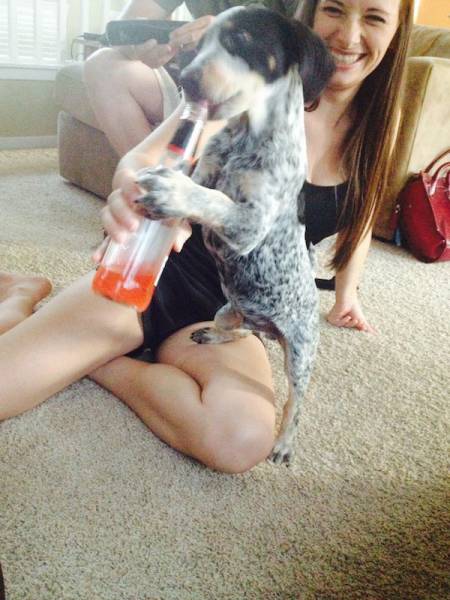 You Just Can't Argue With A Dog's Loyalty (40 pics)