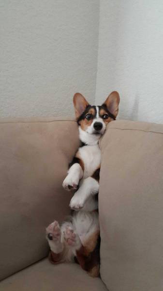 You Just Can't Argue With A Dog's Loyalty (40 pics)