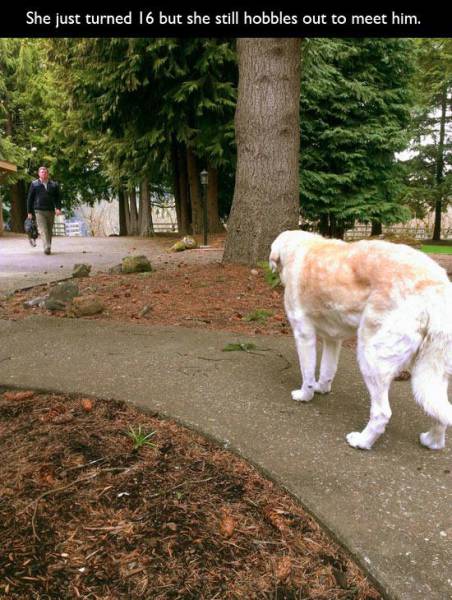You Just Can't Argue With A Dog's Loyalty (40 pics)