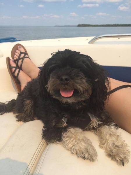 You Just Can't Argue With A Dog's Loyalty (40 pics)