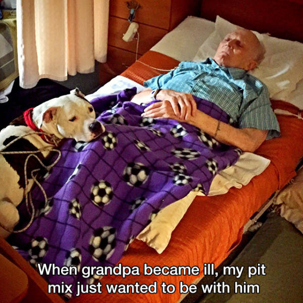 You Just Can't Argue With A Dog's Loyalty (40 pics)