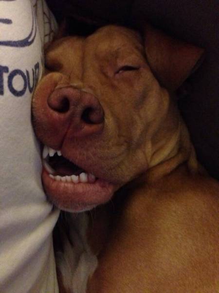 You Just Can't Argue With A Dog's Loyalty (40 pics)