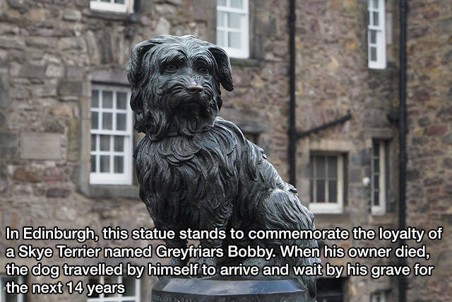 You Just Can't Argue With A Dog's Loyalty (40 pics)