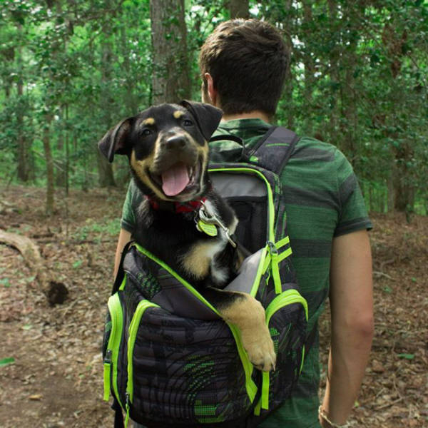 You Just Can't Argue With A Dog's Loyalty (40 pics)
