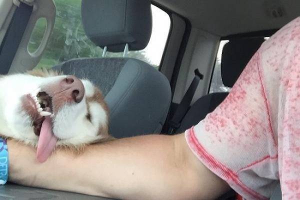 You Just Can't Argue With A Dog's Loyalty (40 pics)