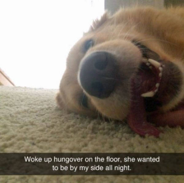 You Just Can't Argue With A Dog's Loyalty (40 pics)