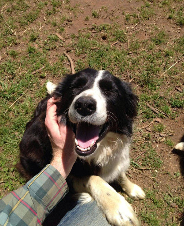 You Just Can't Argue With A Dog's Loyalty (40 pics)