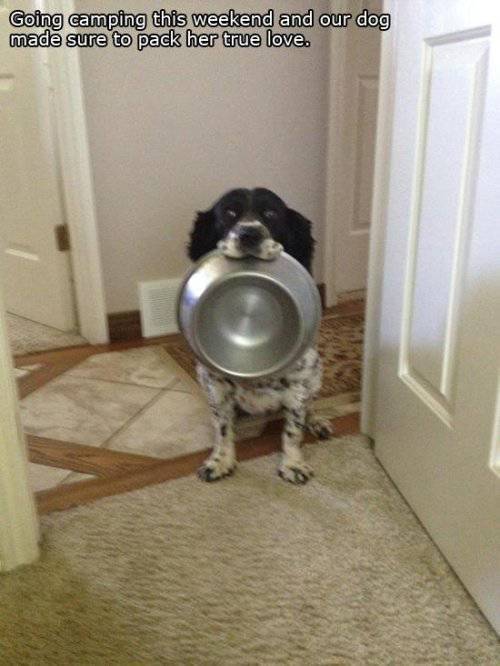 You Just Can't Argue With A Dog's Loyalty (40 pics)