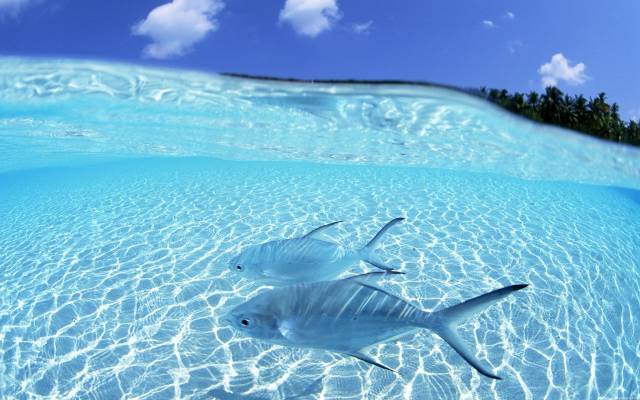 Truly Captivating Pictures Of The Clearest Waters In The World (39 pics)