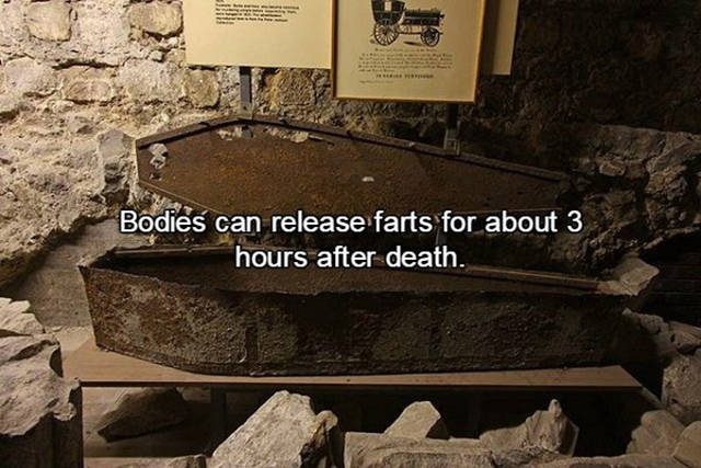 Interesting Facts About Farts That Will Surprise You (15 pics)