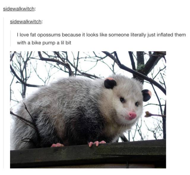 Tumblr Posts That Will Make You Laugh And Scratch Your Head At The Same Time (66 pics)