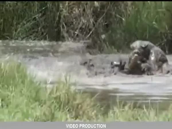 Leopard Attacks Crocodile