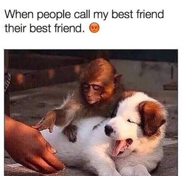 Funny Memes (56 pics)