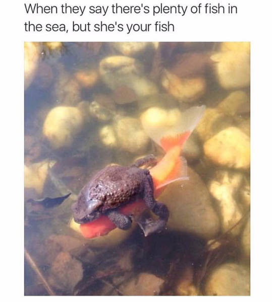 Funny Memes (56 pics)