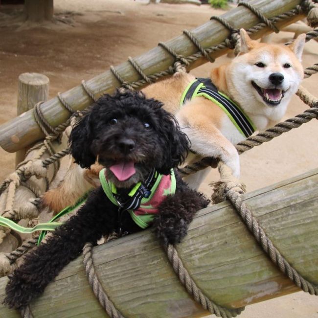 Funny Dog Loves To Play At The Park (17 pics)