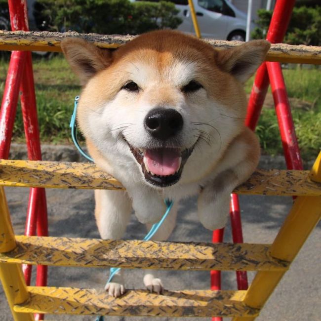 Funny Dog Loves To Play At The Park (17 pics)