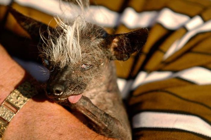 Sweepee Rambo Named World's Ugliest Dog (5 pics)