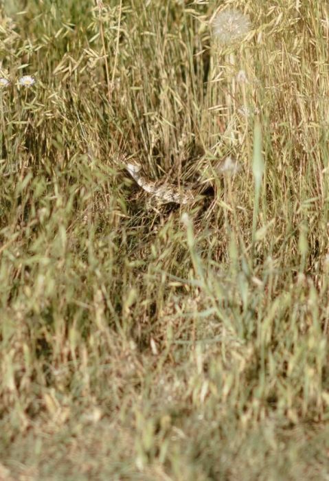 Wedding Photo Shoot Goes Wrong After A Snake Makes A Surprise Appearance (10 pics)