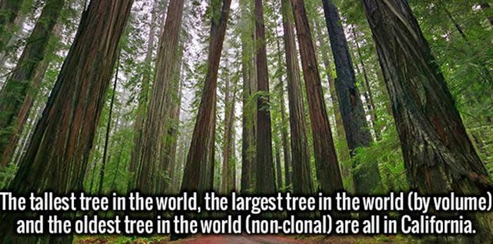 Feed Your Hunger For Knowledge With These Fascinating Facts (20 pics)