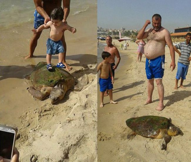 Turtle Gets Dragged From The Sea So People Can Take Selfies (4 pics)