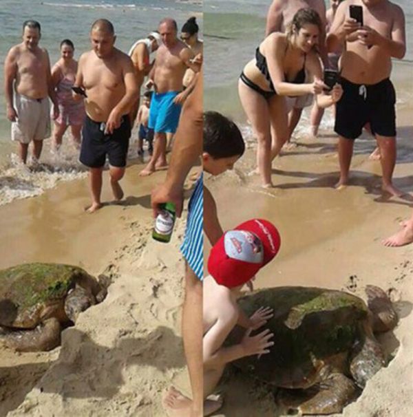Turtle Gets Dragged From The Sea So People Can Take Selfies (4 pics)