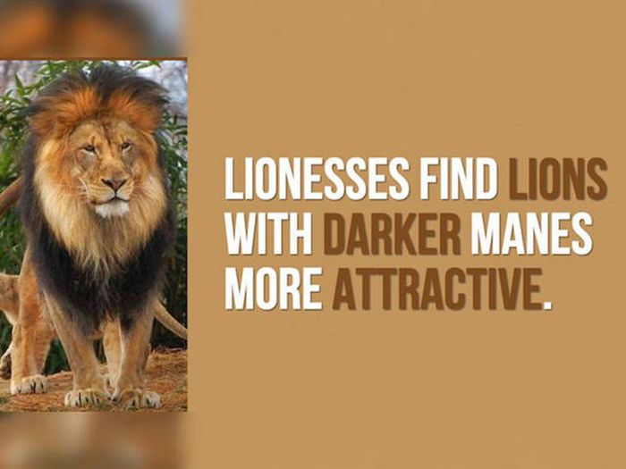 Cool Facts You Didn't Know About Lions And Tigers (24 pics)