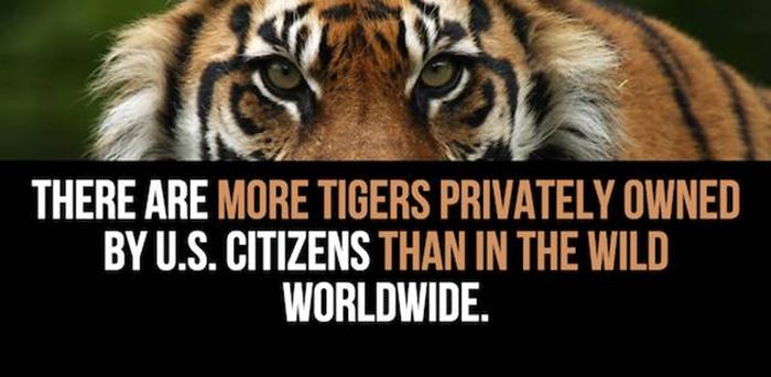 Cool Facts You Didn't Know About Lions And Tigers (24 pics)