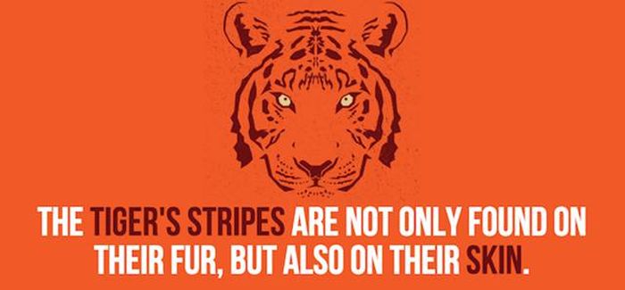 Cool Facts You Didn't Know About Lions And Tigers (24 pics)