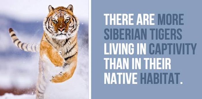 Cool Facts You Didn't Know About Lions And Tigers (24 pics)