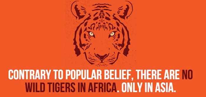 Cool Facts You Didn't Know About Lions And Tigers (24 pics)