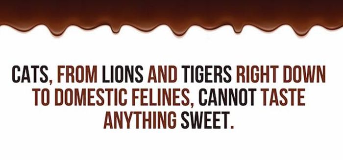 Cool Facts You Didn't Know About Lions And Tigers (24 pics)