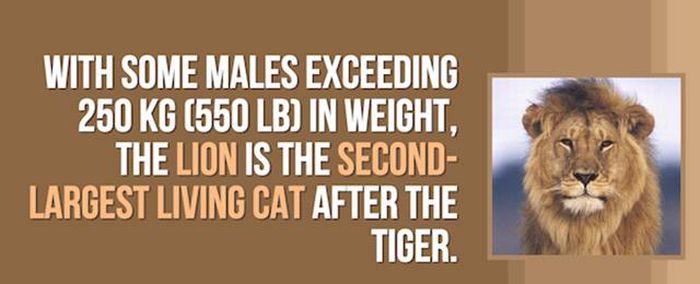 Cool Facts You Didn't Know About Lions And Tigers (24 pics)