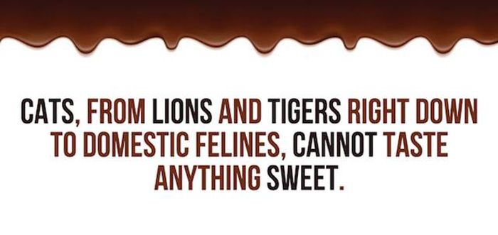 Cool Facts You Didn't Know About Lions And Tigers (24 pics)