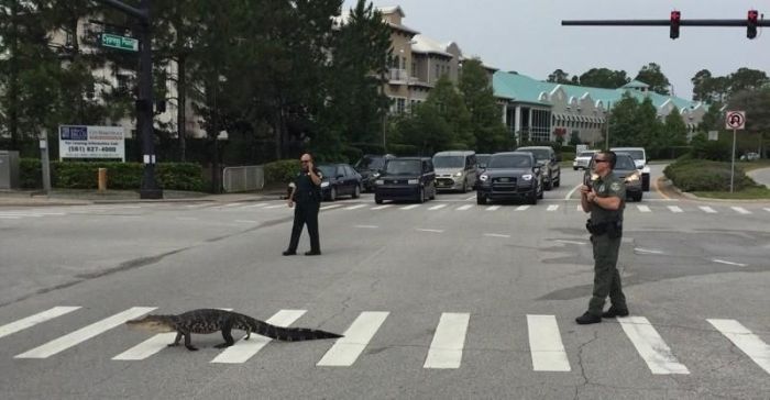 Alligators Are Everywhere In Florida (16 pics)