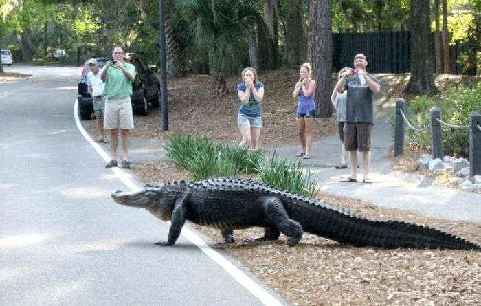 Alligators Are Everywhere In Florida (16 pics)