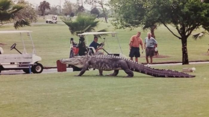 Alligators Are Everywhere In Florida (16 pics)