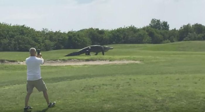 Alligators Are Everywhere In Florida (16 pics)