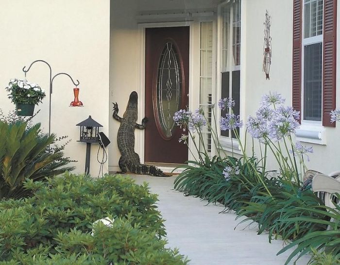Alligators Are Everywhere In Florida (16 pics)