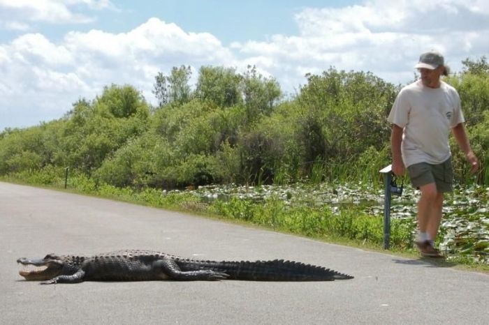 Alligators Are Everywhere In Florida (16 pics)