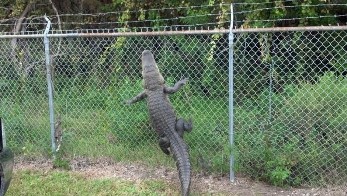 Alligators Are Everywhere In Florida (16 pics)