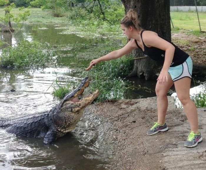 Alligators Are Everywhere In Florida (16 pics)