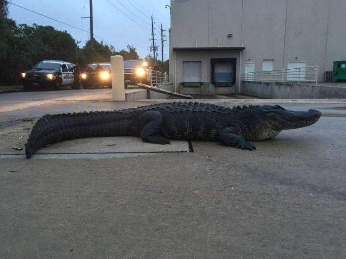 Alligators Are Everywhere In Florida (16 pics)