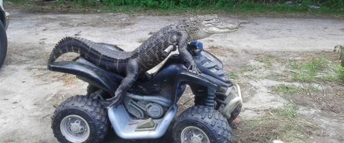 Alligators Are Everywhere In Florida (16 pics)