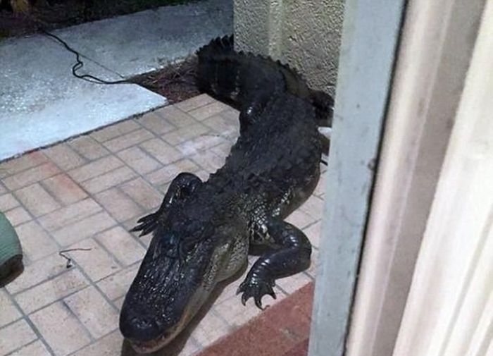 Alligators Are Everywhere In Florida (16 pics)