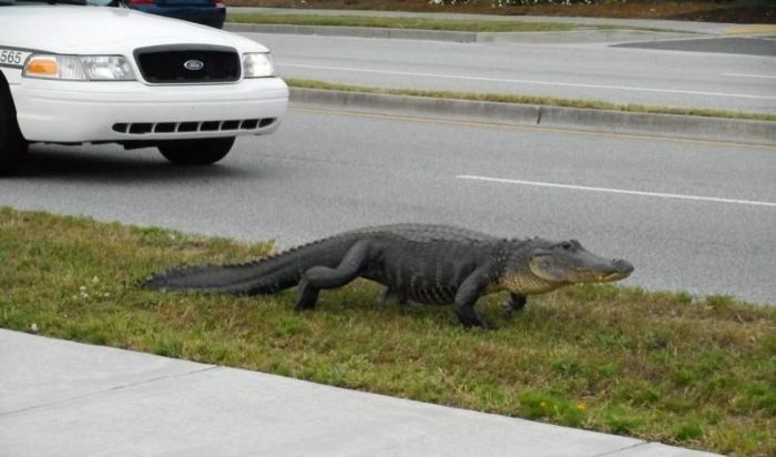 Alligators Are Everywhere In Florida (16 pics)