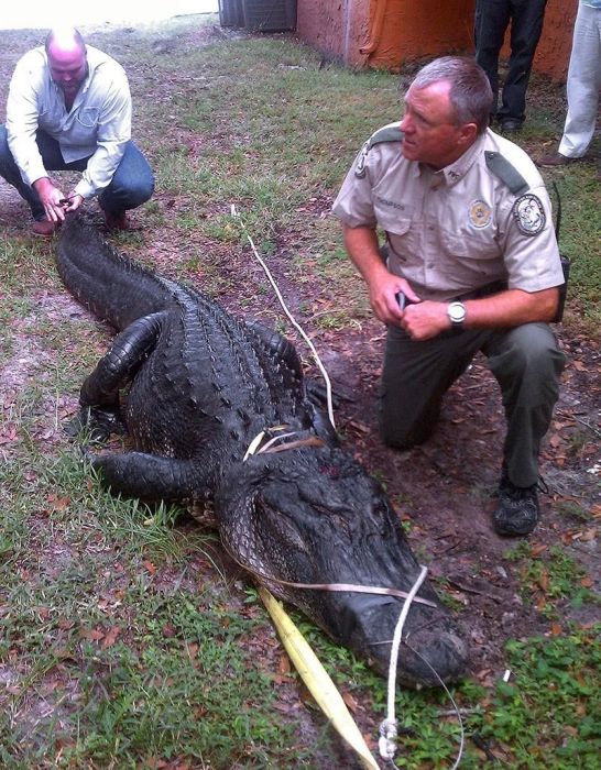 Alligators Are Everywhere In Florida (16 pics)