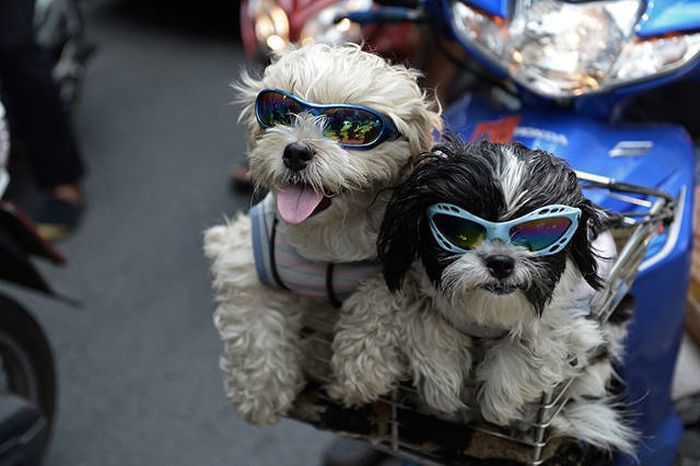 Everything Is A Little Weirder In Thailand (43 pics)