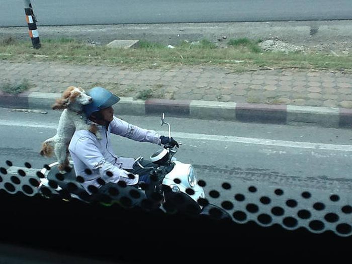 Everything Is A Little Weirder In Thailand (43 pics)