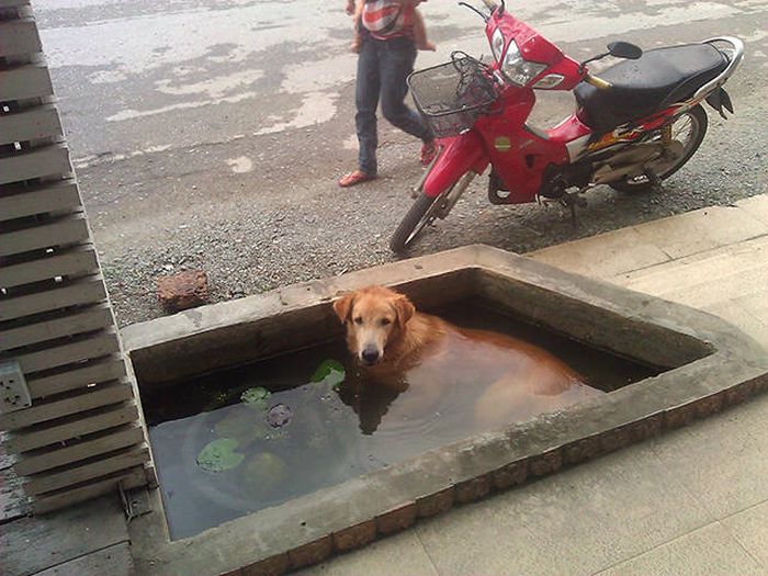 Everything Is A Little Weirder In Thailand (43 pics)